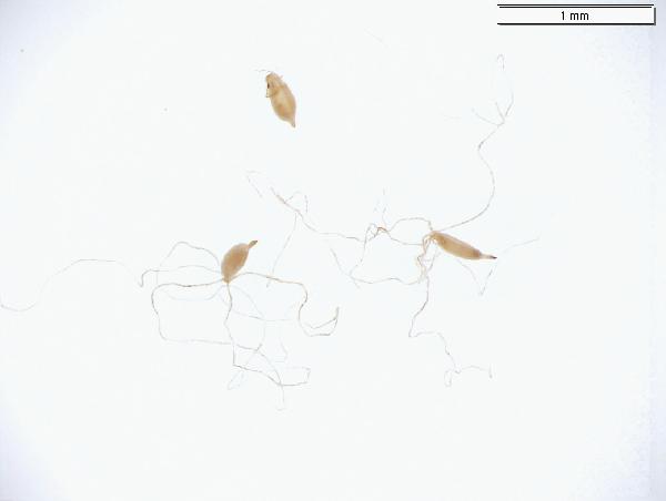 Scirpus_cyperinus_seed_858_jm_edit-600.jpg