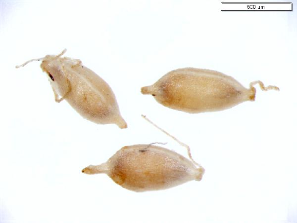 Scirpus_cyperinus_seed_no_hairs_858_jm_edit-600.jpg