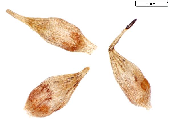 Sparganium_angustifolium_fruit_1878_jm_edit-600.jpg