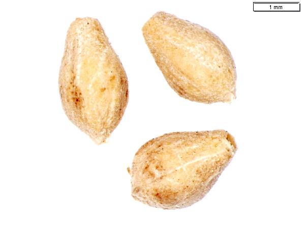 Sparganium_angustifolium_seed_1878_jm_edit-600.jpg