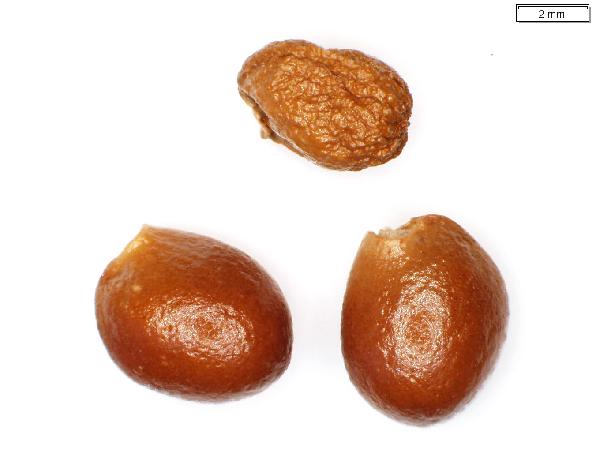Staphylea_trifolia_seed_2595_jm_edit-600.jpg