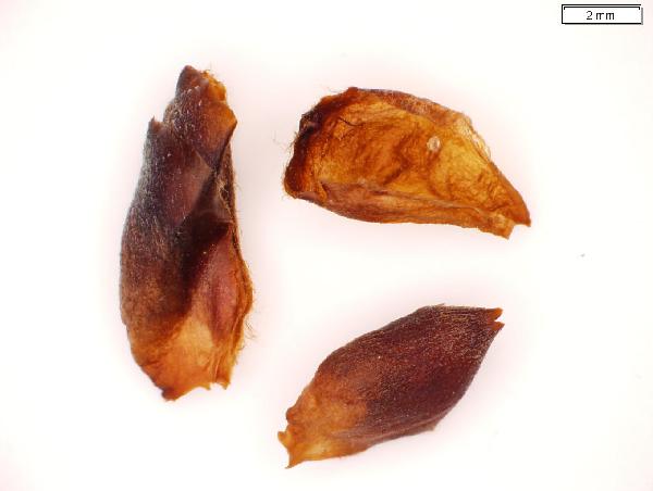 Ulmus_americana_bud_scale_2908_jm_edit-600.jpg