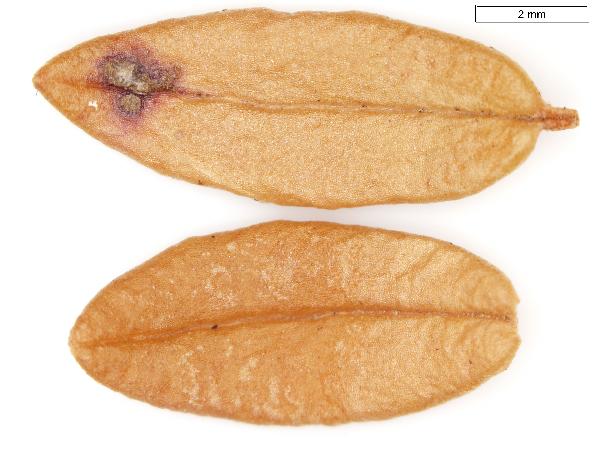 Vaccinium_oxycoccos_leaf_adaxial_932_jm_edit-600.jpg