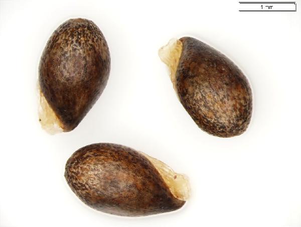 Viola_papilionacea_seed_1979_jm_edit-600.jpg