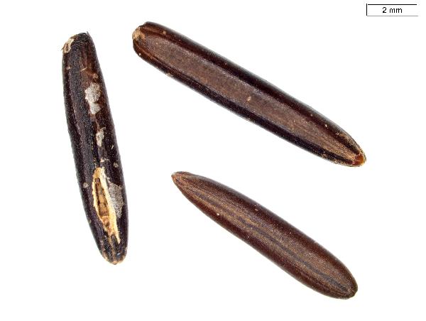 Zizania_aquatica_seed_2046_jm_edit-600.jpg