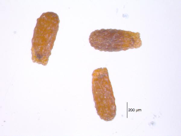 lobelia_dortmanna_seed-600.jpg