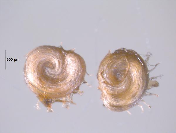 potamogeton_embryo_OMAA_RIPO12_3A_1P_jm_edit-600.jpg