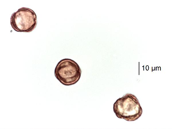 artemisia_frigida_colpiparty_jm_3_edit-600.jpg