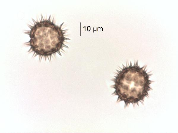 helianthus_annus_spikes_jm_edit-600.jpg